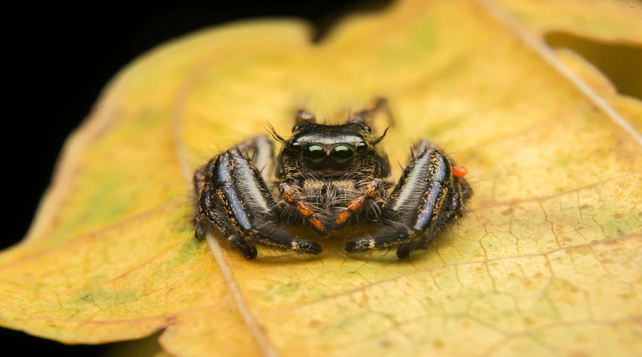 common-spider-bite-symptoms